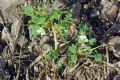 Erodium maritimum